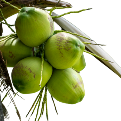Dừa tươi Dừa tươi