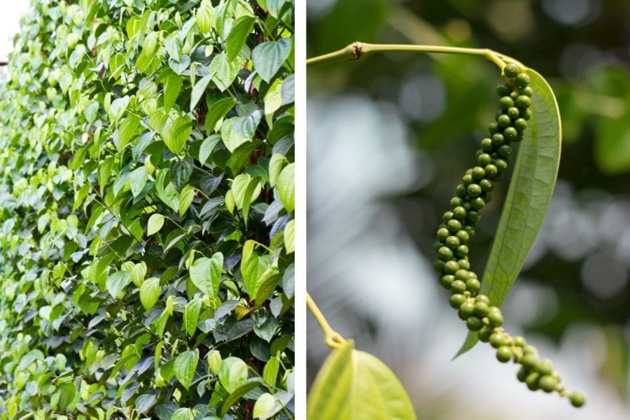 Pepper and cashew nuts