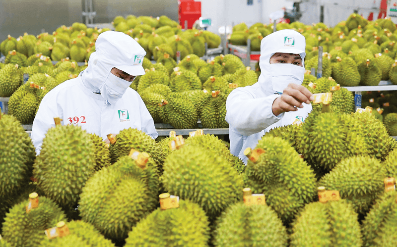 Durian export