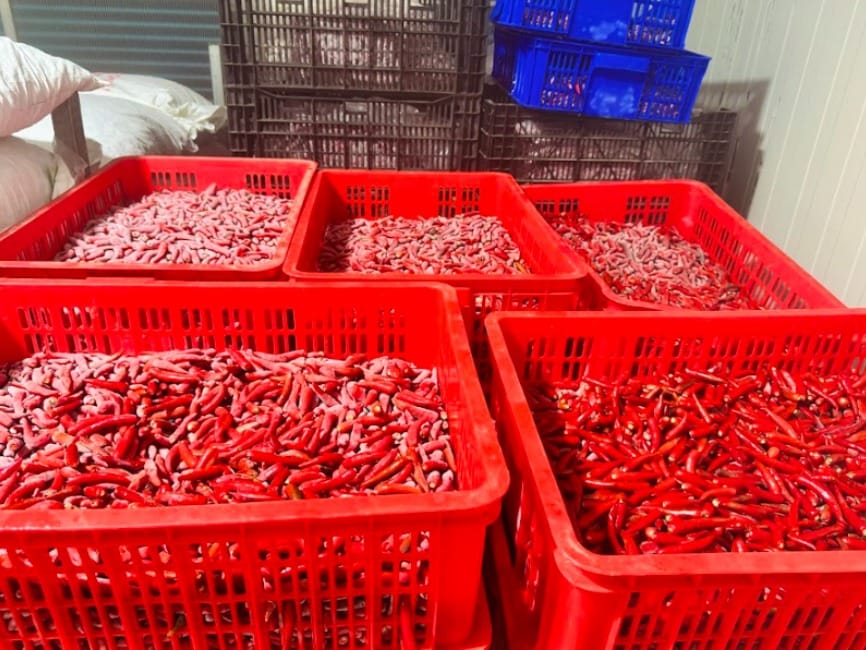 Bảo quản đông lạnh