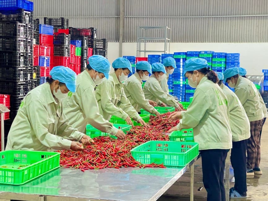 Chế biến và đóng gói