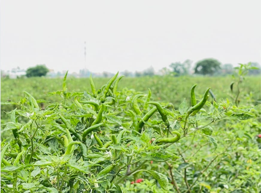 Độ chín và tình trạng