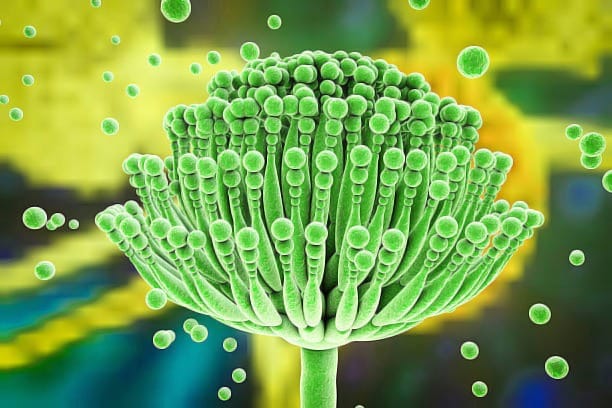 Độc tố nấm mốc (Mycotoxins)