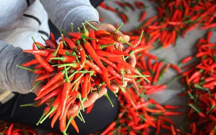 Fresh Chili for Export