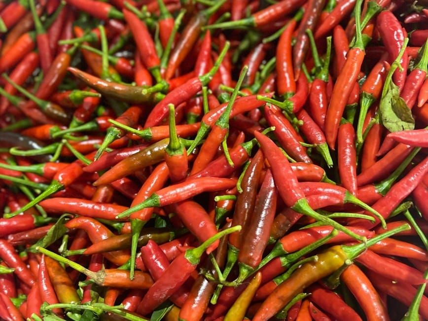 Fresh Chili for Export