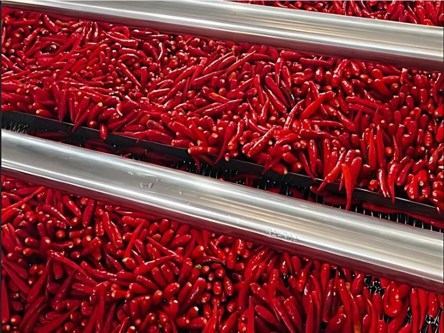 Key Considerations When Transporting and Handling Fresh Chili for Export