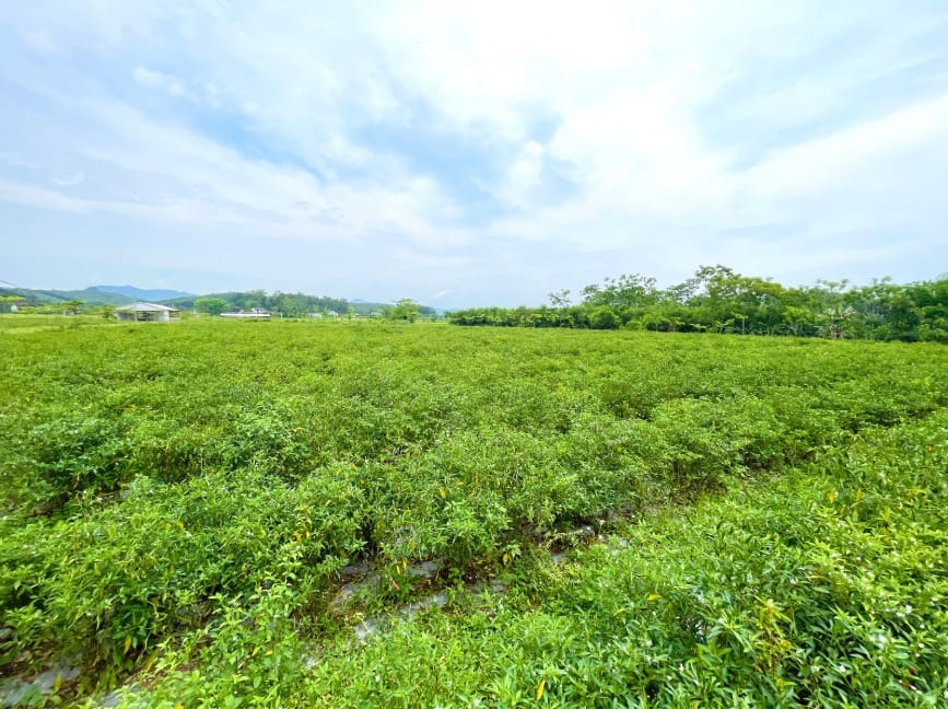 Key Export Markets for VIOT Minh Trang Chili Products