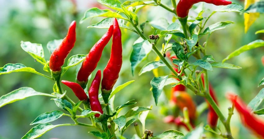 Kiểm soát chất lượng từ vùng nguyên liệu