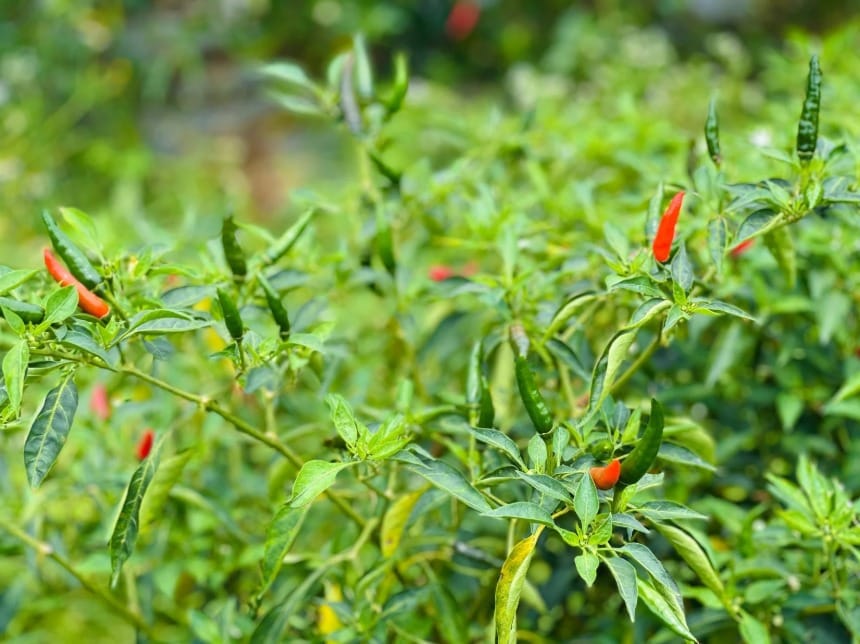 The Global Chili Export Market