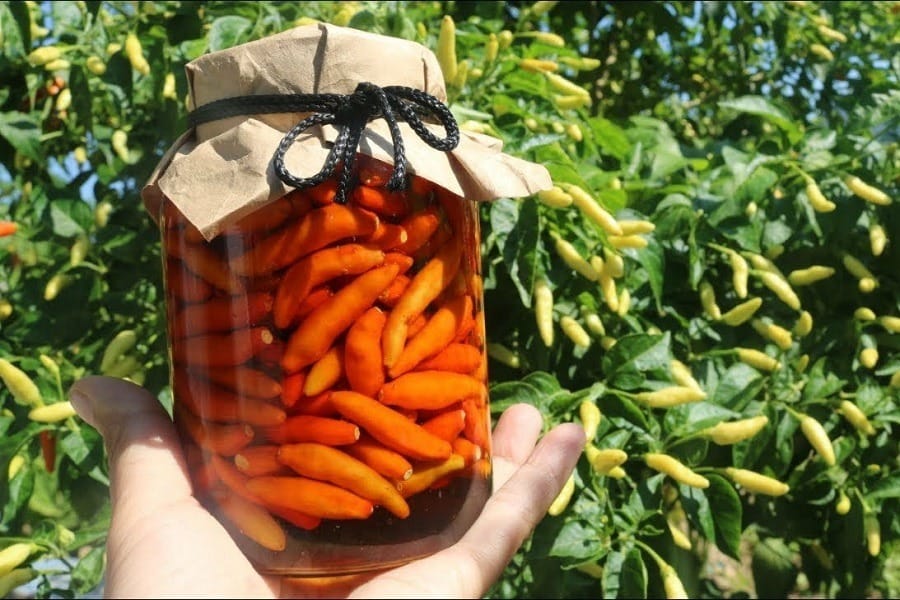 Tips for preserving pickled peppers