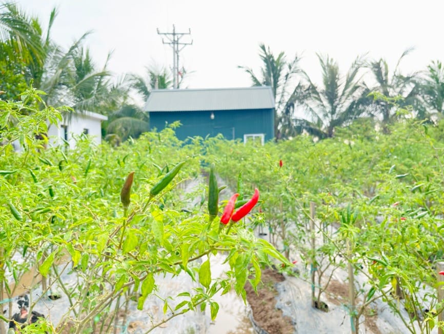 Các loại ớt cay ở Việt Nam