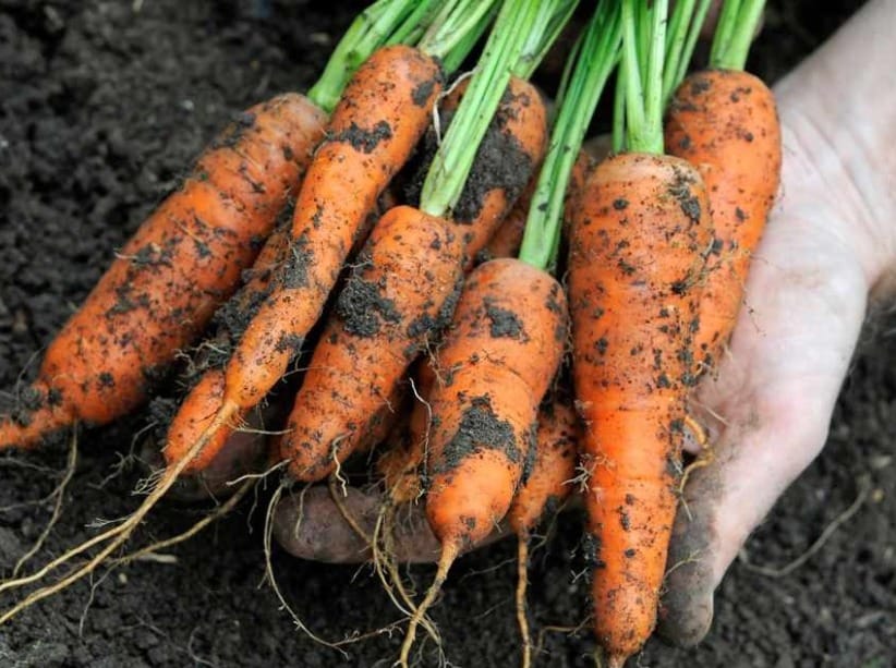 Choosing the right carrot variety for drying