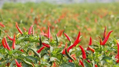 Điều kiện thời tiết và mùa vụ