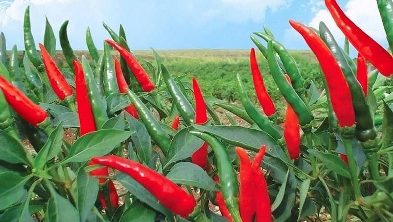 Forecast of export chili price trends