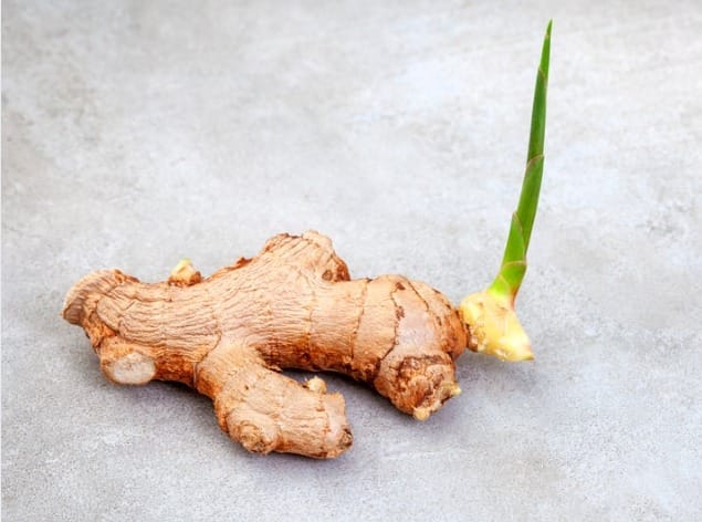 Gừng nảy mầm có ăn được không?