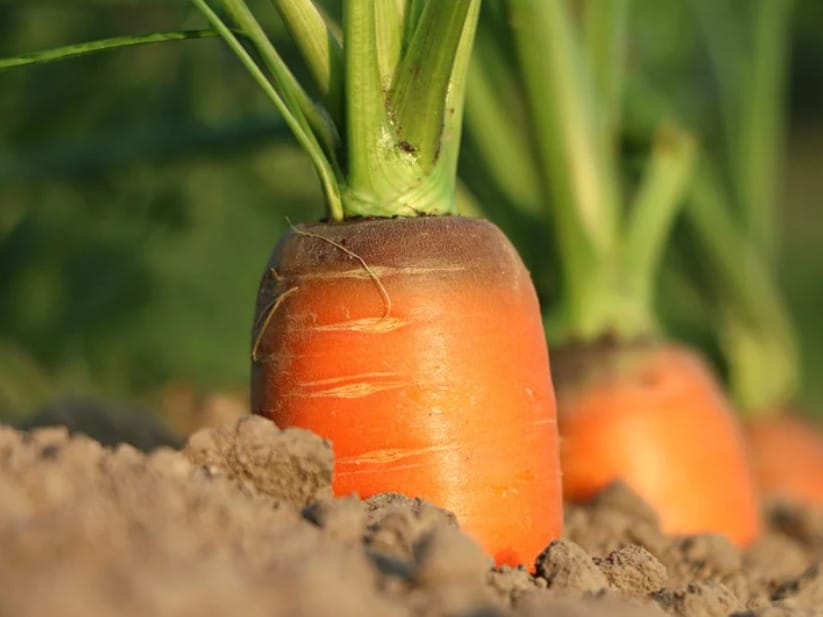 How many months to harvest carrots?