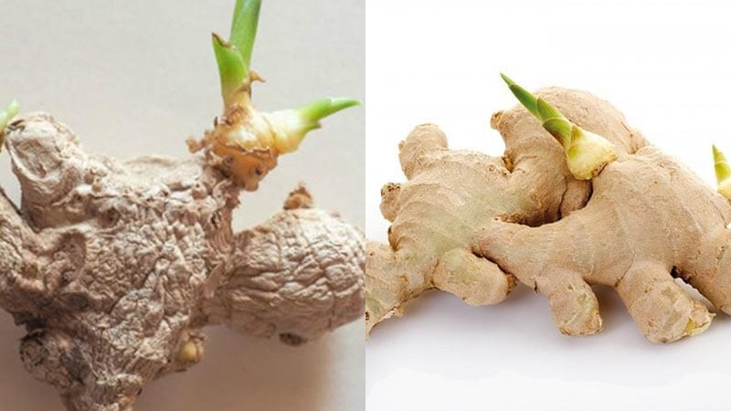 How to distinguish natural green ginger vs spoiled green ginger