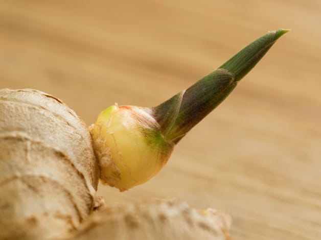 How to preserve ginger from sprouting