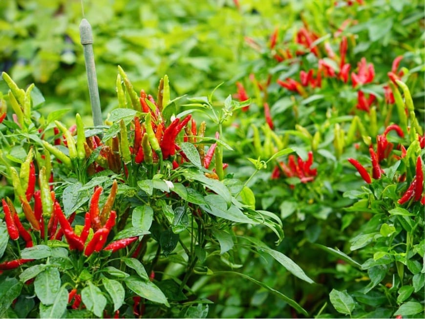 Northwest wild chili