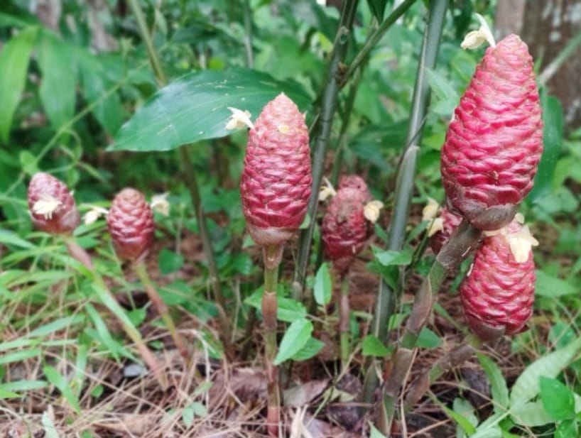 Popular ginger varieties for export