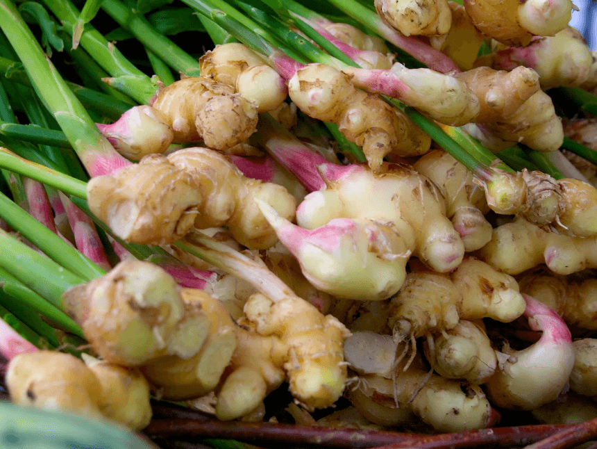 Prestigious supplier of quality export ginger