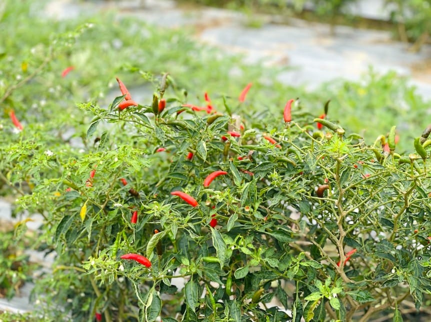 Tính ứng dụng và tiềm năng xuất khẩu