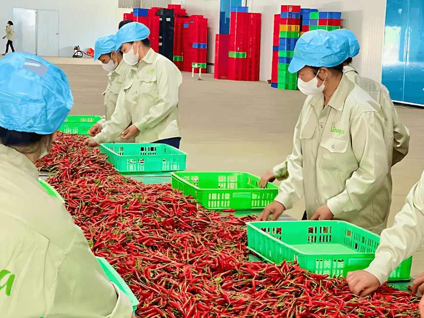Viot Minh Trang – nhà cung cấp ớt cay Việt Nam uy tín