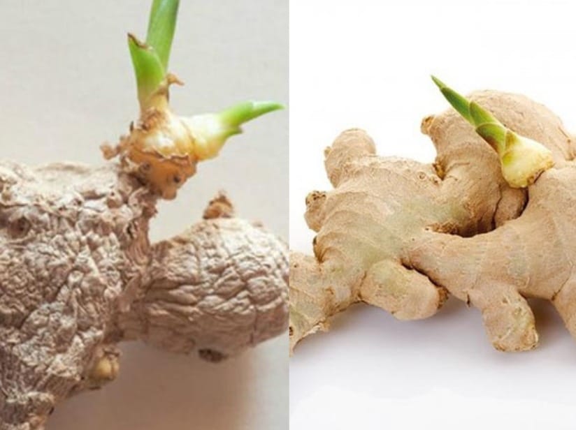 What is "Green Ginger"?