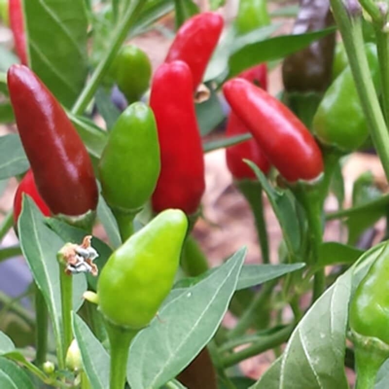 Wild chili pepper (rice chili)