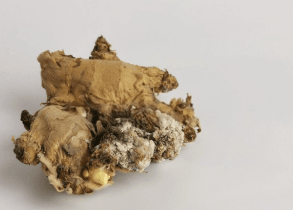 Distinguishing Old Ginger and Rotten Ginger