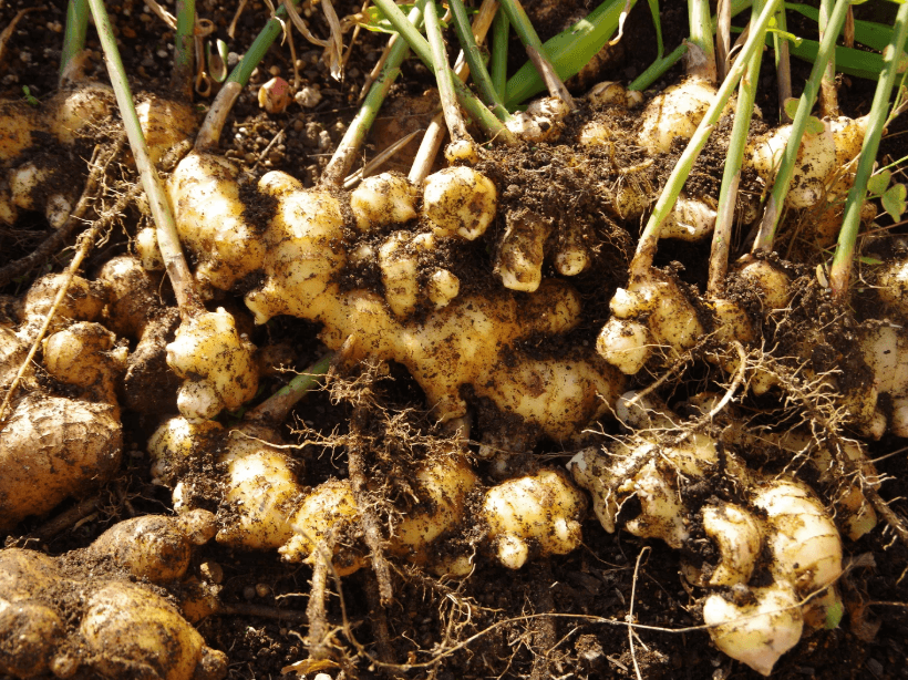 Is fresh ginger allowed to be exported?