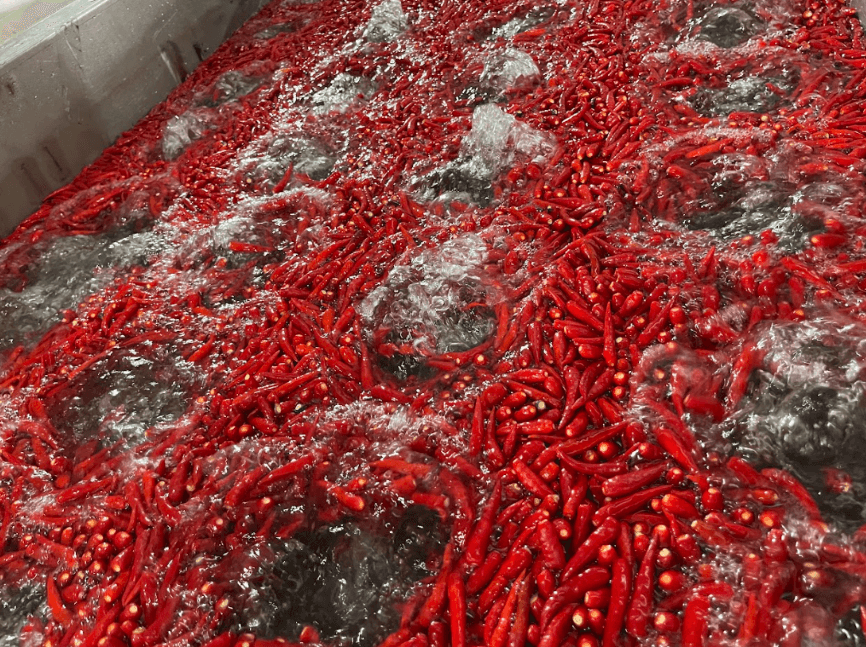 Preparing fresh chili - First step in making fresh chili powder