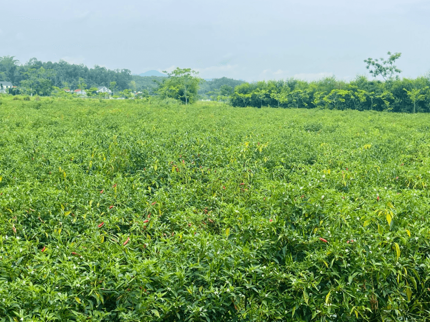 Some popular chili varieties for export