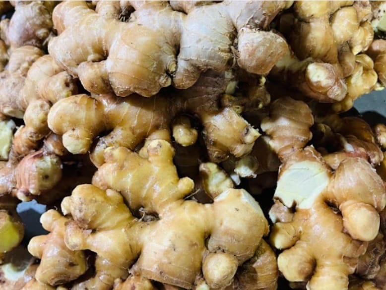 Viot Minh Trang – Premium Ginger for Medicinal Purposes