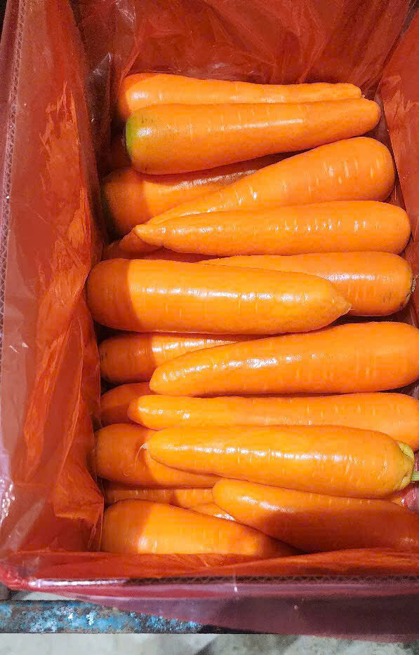 • cà rốt tươi xuất khẩu • kiểm soát chất lượng cà rốt • quy trình xuất khẩu cà rốt 