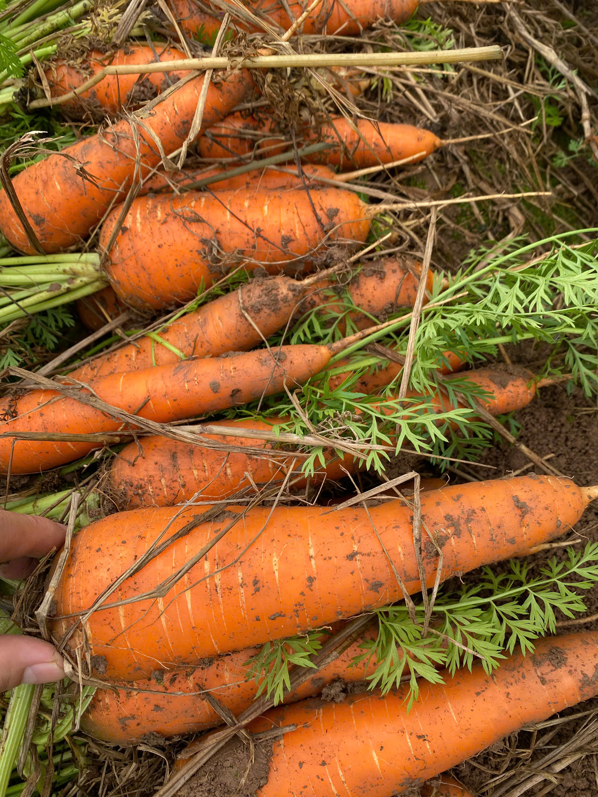 Nguồn cung cà rốt tươi Việt Nam: Cách tiếp cận hiệu quả cho các nhà xuất nhập khẩu B2B