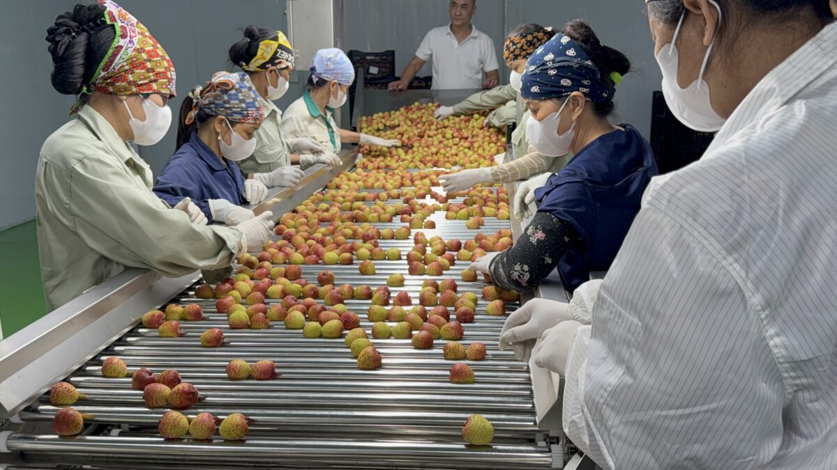 Vietnam Fresh and Frozen Lychee Supply for International Markets