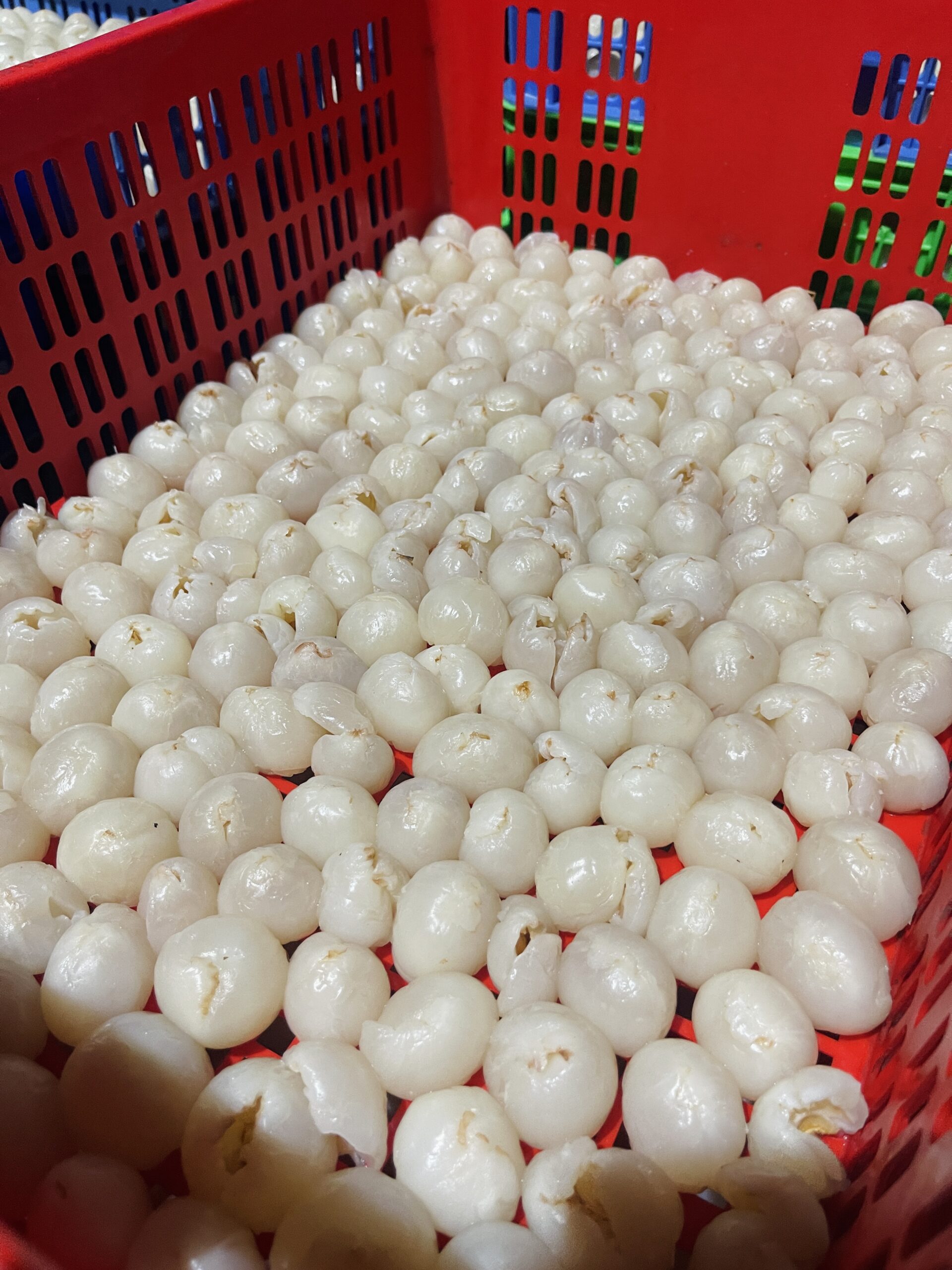 Vietnam Fresh and Frozen Lychee Supply for International Markets
