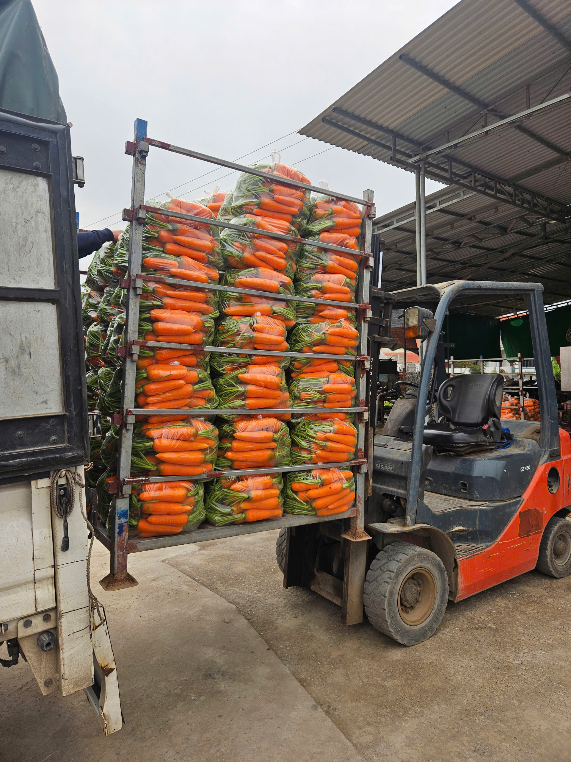 Nguồn Sỉ Cà Rốt Chợ Đầu Mối Giá Gốc Tại Kho | Công Ty VIOT