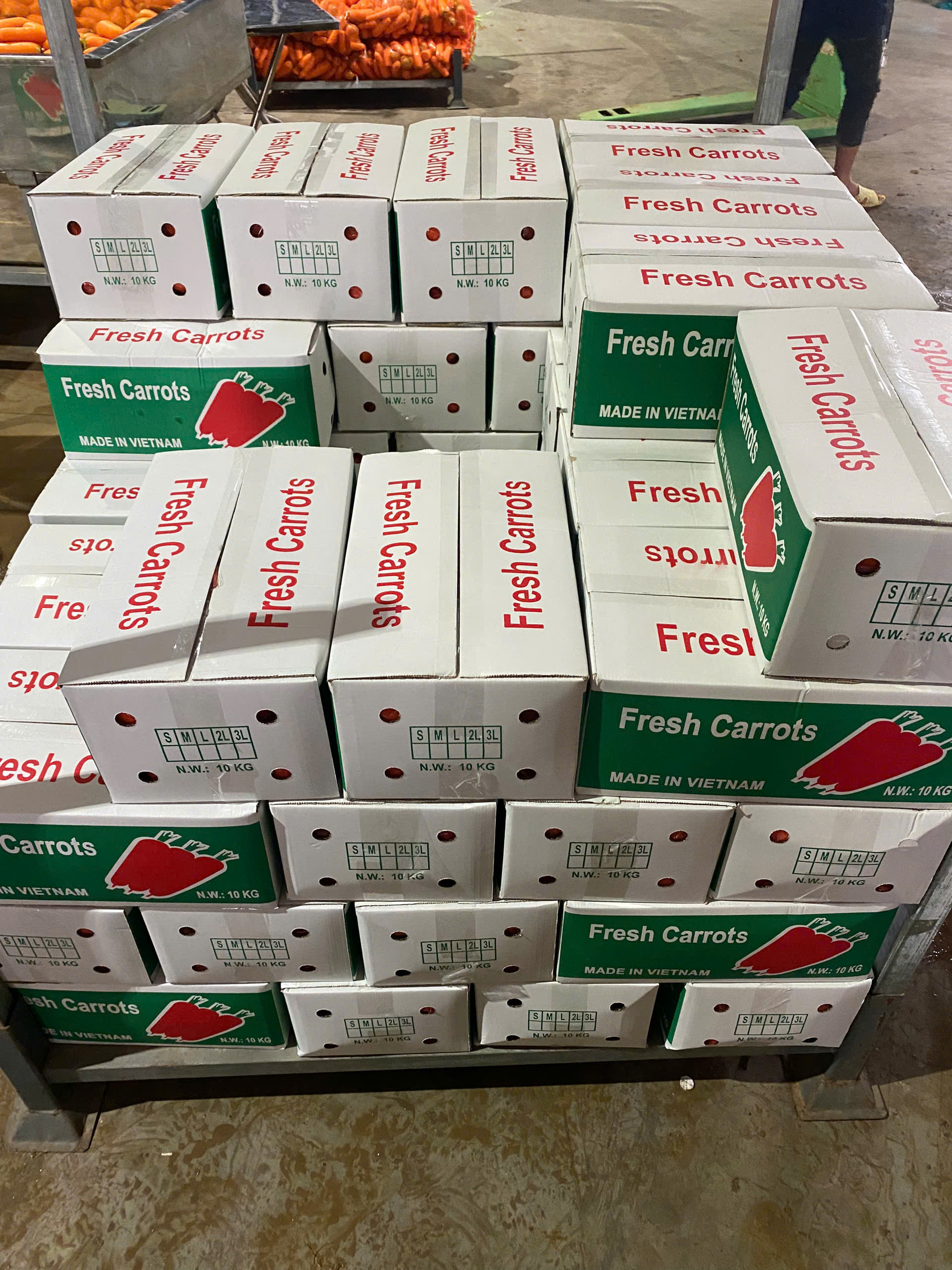 Premium Vietnam Carrot Export to Malaysia | Certified Global & Halal Compliance