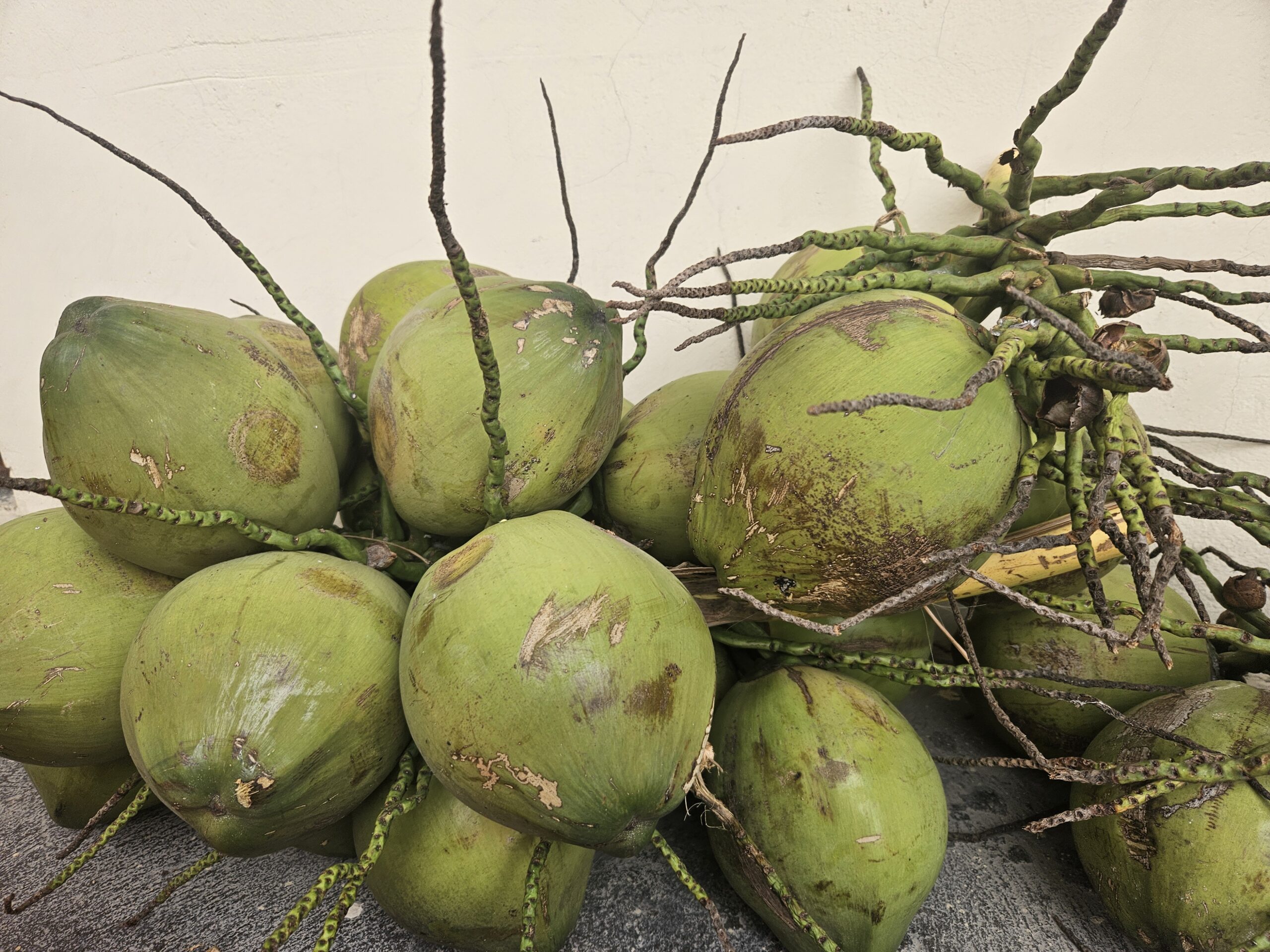 Fresh coconut is one of Vietnam’s promising tropical agricultural products, well aligned with the global trend toward natural, healthy, and convenient consumption. With stable supply, careful selection, flexible packaging, and professional export orientation, Viot Minh Trang is ready to become a reliable partner for both domestic and international customers. Viot Minh Trang is committed to delivering Vietnamese fresh coconuts with consistent quality, attractive appearance, flexible supply capacity, and long-term cooperation value.
