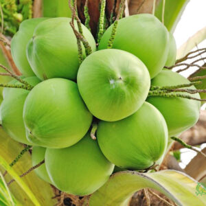Dừa tươi