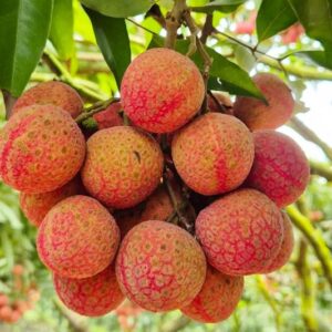 Vải tươi