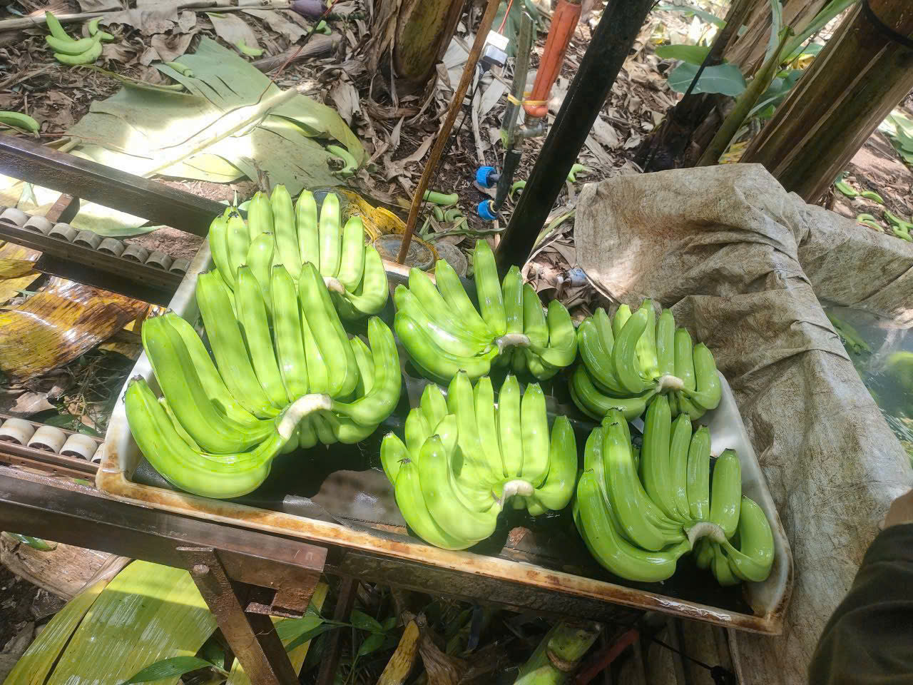 Chuối già Nam Mỹ